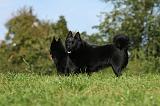 SCHIPPERKE 723